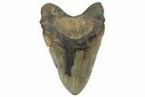 Giant, Fossil Megalodon Tooth - North Carolina #298784-2